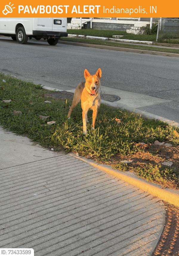 Found/Stray Female Dog last seen bertha, Indianapolis, IN 46221
