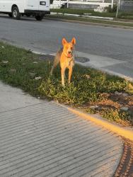 Found/Stray Female Dog last seen bertha, Indianapolis, IN 46221