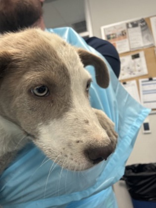 Shelter Stray Male Dog last seen W Davis Ave & S Elm Ave, Caruthers Zone Fresno CO 1B 93609, CA, 1510 W Dan Ronquillo Dr, Fresno, CA 93706, USA