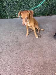 Shelter Stray Female Dog last seen Near WEST PAISANO, CITY of El Paso, TX, 5001 Fred Wilson Ave, El Paso, TX 79906, USA