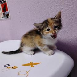 Shelter Stray Female Cat last seen Near McCarthy, CITY of El Paso, TX, 5001 Fred Wilson Ave, El Paso, TX 79906, USA