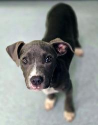 Shelter Stray Female Dog last seen Eden Dr, Longview, City of, TX, 303 H G Mosley Pkwy, Longview, TX 75604, USA