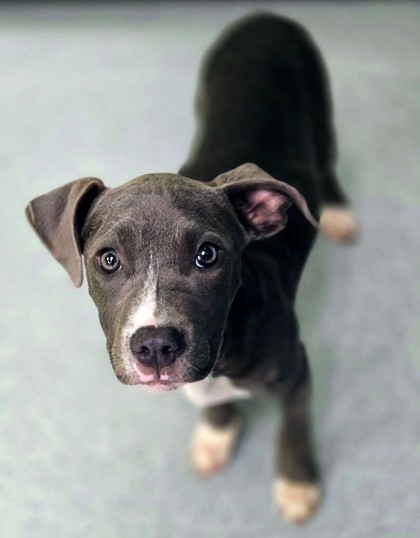 Shelter Stray Female Dog last seen Eden Dr, Longview, City of, TX, 303 H G Mosley Pkwy, Longview, TX 75604, USA