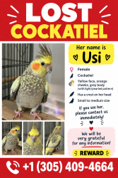 Lost Female Bird last seen N Miami Ave and 860, Miami, FL 33179