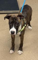 Shelter Stray Male Dog last seen Near Manor Drive, Stone Mountain, GA, 30083, 30083, GA, 3280 Chamblee Dunwoody Rd, Chamblee, GA 30341, USA