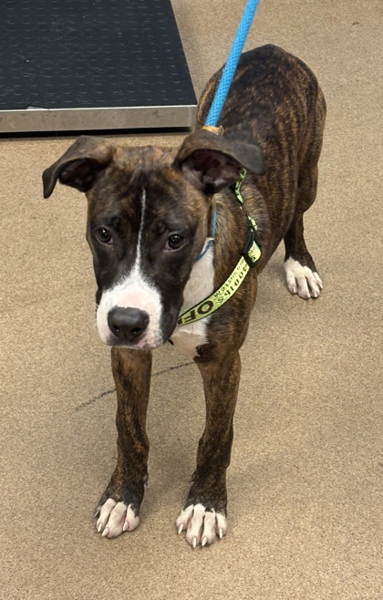 Shelter Stray Male Dog last seen Near Manor Drive, Stone Mountain, GA, 30083, 30083, GA, 3280 Chamblee Dunwoody Rd, Chamblee, GA 30341, USA