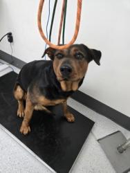 Shelter Stray Female Dog last seen high st and san leandro, Oakland, CA, 1101 29th Ave, Oakland, CA 94601, USA