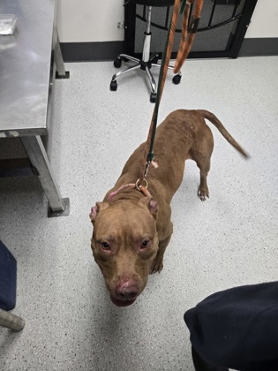 Shelter Stray Female Dog last seen Near 104th Ave, Oakland, CA, 1101 29th Ave, Oakland, CA 94601, USA