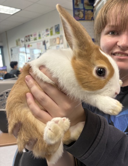 Shelter Stray Female Rabbit last seen Josie De La Cruz Park, Oakland, CA, 1101 29th Ave, Oakland, CA 94601, USA