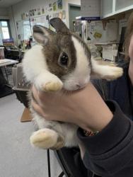 Shelter Stray Female Rabbit last seen Josie De La Cruz Park, Oakland, CA, 1101 29th Ave, Oakland, CA 94601, USA