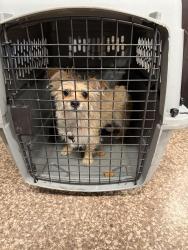 Reunited Female Dog last seen Barnes Ave and 214 Street, The Bronx, NY 10467