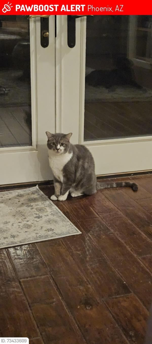 Lost Male Cat last seen Central & Ridgecrest Rd, Phoenix, AZ 85086