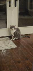 Lost Male Cat last seen Central & Ridgecrest Rd, Phoenix, AZ 85086