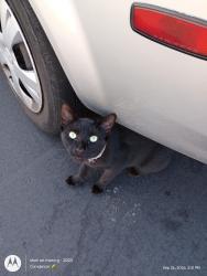 Found/Stray Unknown Cat last seen Broadway, Chula Vista, CA 91910