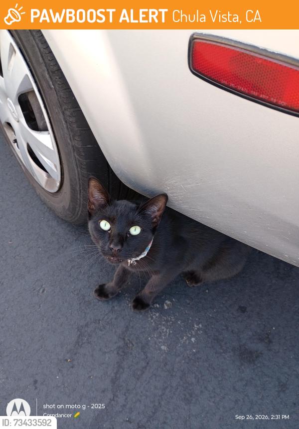 Found/Stray Unknown Cat last seen Broadway, Chula Vista, CA 91910