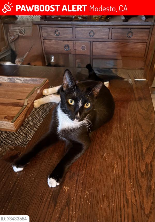 Lost Male Cat last seen Lourmarin Lane, Modesto, CA 95356
