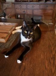 Lost Male Cat last seen Lourmarin Lane, Modesto, CA 95356