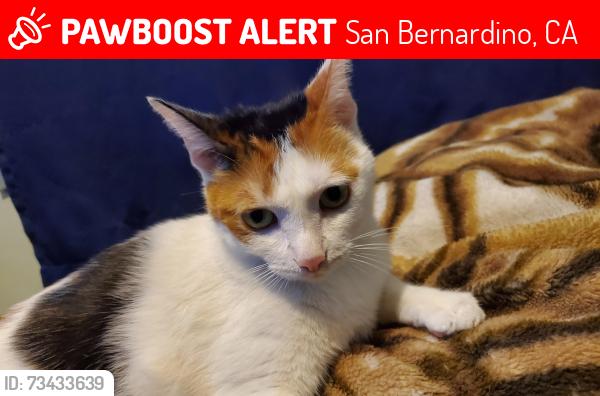 Lost Female Cat last seen Palm/ Garfield, San Bernardino, CA 92407