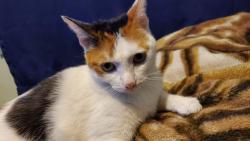 Lost Female Cat last seen Palm/ Garfield, San Bernardino, CA 92407