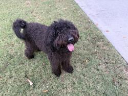 Found/Stray Female Dog last seen Knollwood , Brkeley, Clemson, SC 29631