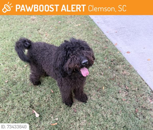 Found/Stray Female Dog last seen Knollwood , Brkeley, Clemson, SC 29631