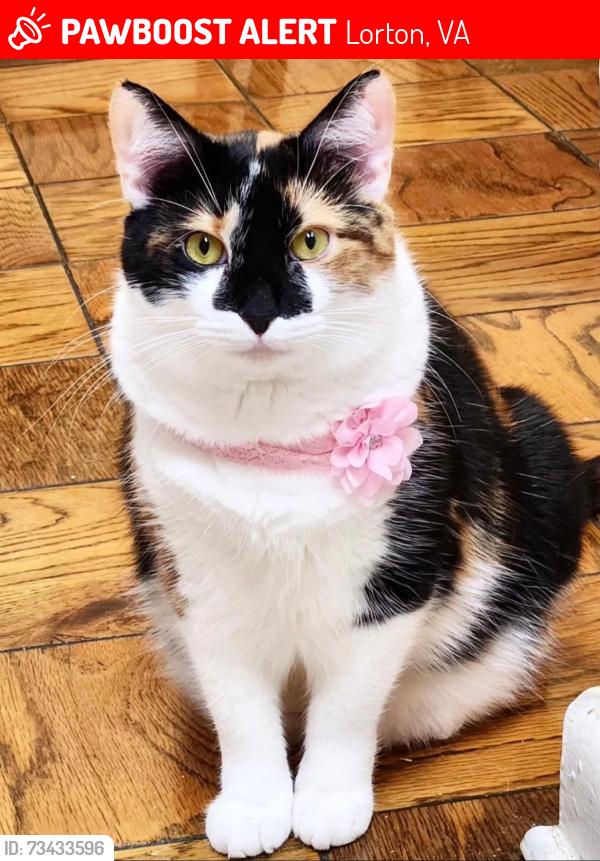 Lost Female Cat last seen Near Ashland woods ln for the office, Lorton, VA 22079