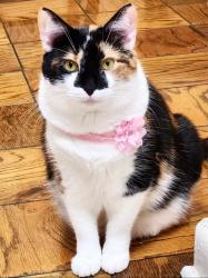 Lost Female Cat last seen Near Ashland woods ln for the office, Lorton, VA 22079