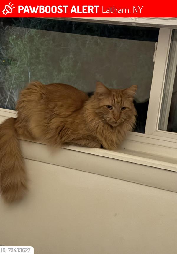 Lost Male Cat last seen Near Control Tower Ice Cream, Latham, NY 12110