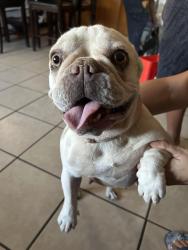 Found/Stray Female Dog last seen F st and Cypress ave, Colton, CA 92324