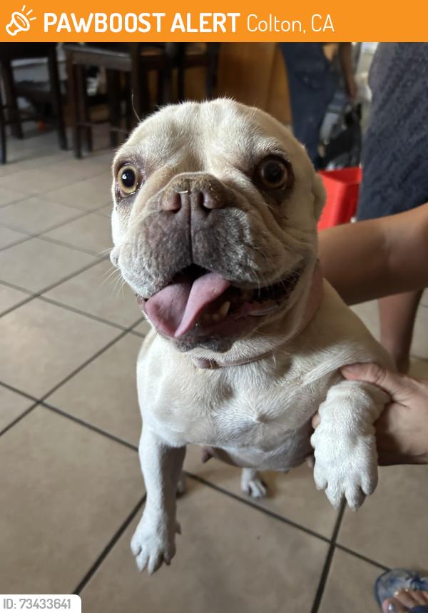 Found/Stray Female Dog last seen F st and Cypress ave, Colton, CA 92324