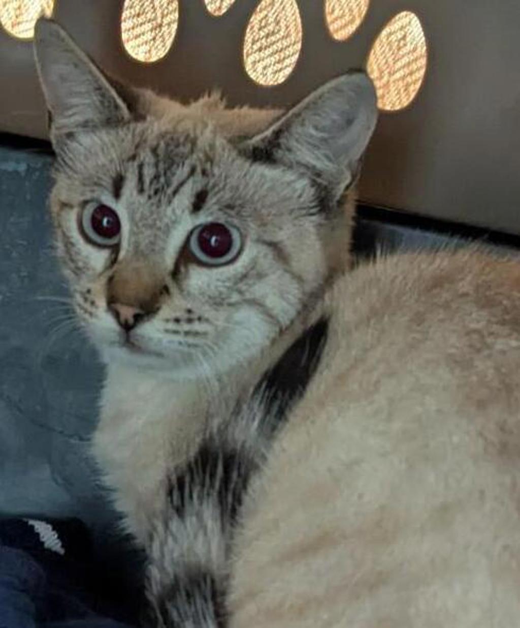 Shelter Stray Unknown Cat last seen Franklin Avenue, San Diego, CA, 92113, 5500 Gaines St, San Diego, CA 92110, USA