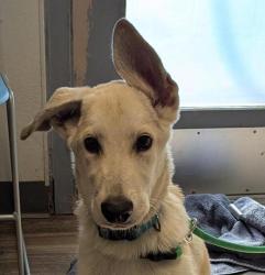 Shelter Stray Male Dog last seen Near Rhoades Court, San Diego, CA, 92139, 5500 Gaines St, San Diego, CA 92110, USA
