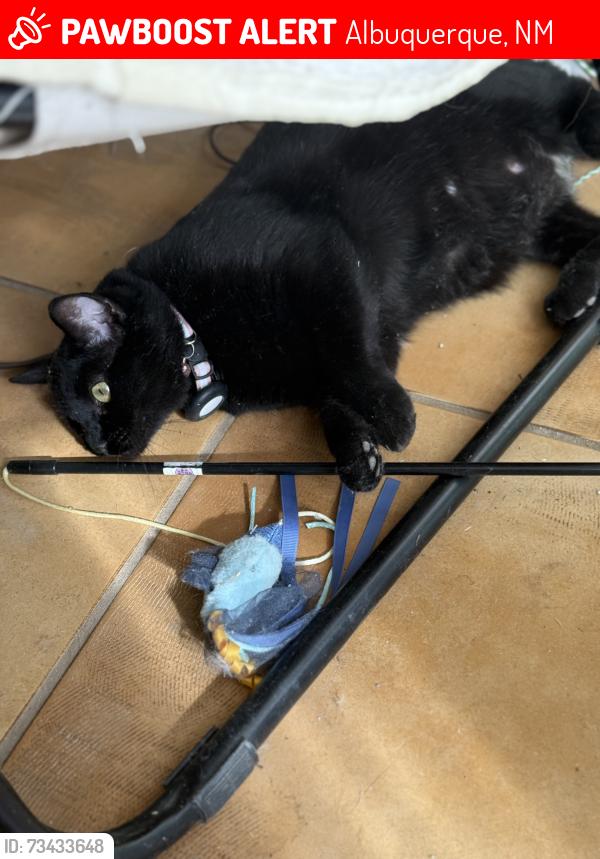 Lost Female Cat last seen Rio Grande and Floral rd, Albuquerque, NM 87104