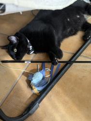 Lost Female Cat last seen Rio Grande and Floral rd, Albuquerque, NM 87104