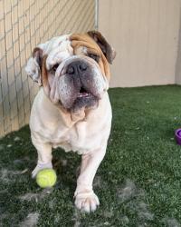 Shelter Stray Male Dog last seen Near Imperial Beach Boulevard, Imperial Beach, CA, 91932, 5500 Gaines St, San Diego, CA 92110, USA