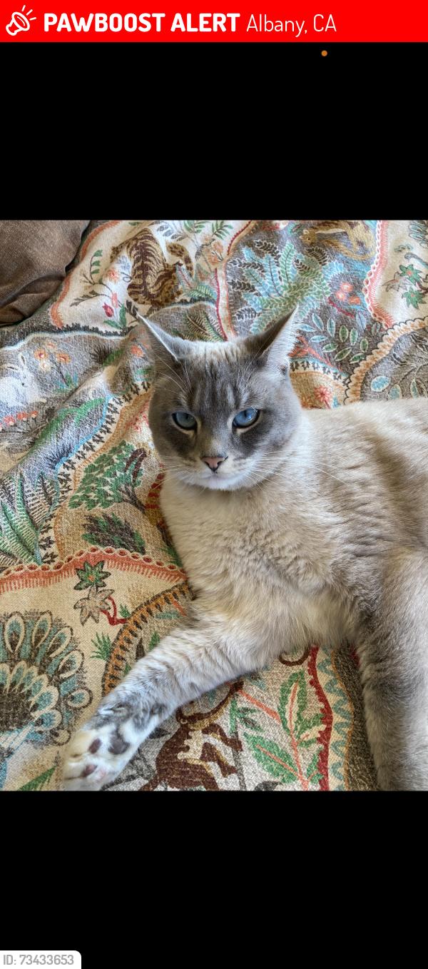 Lost Female Cat last seen Terrace Park, Albany, CA 94706