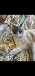Lost Female Cat last seen Terrace Park, Albany, CA 94706