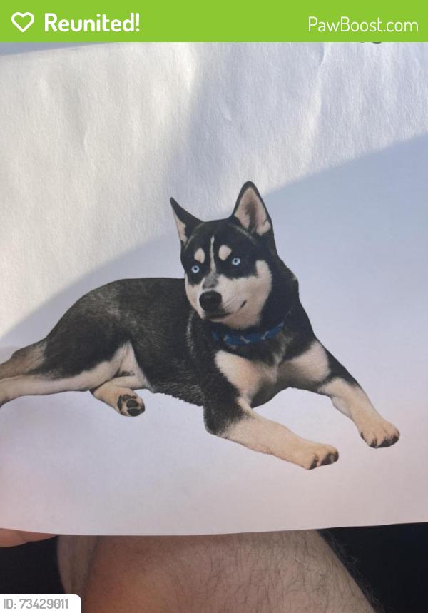 Reunited Female Dog last seen Franklin st and S kings highway, Alexandria, VA 22306