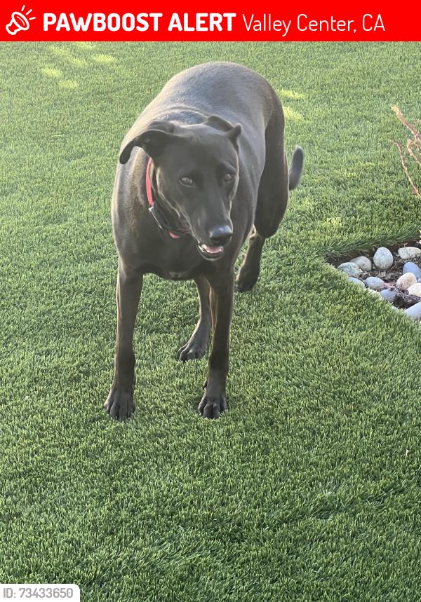 Lost Female Dog last seen Woods Valley Road, Valley Center, CA 92082