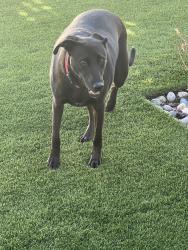 Lost Female Dog last seen Woods Valley Road, Valley Center, CA 92082