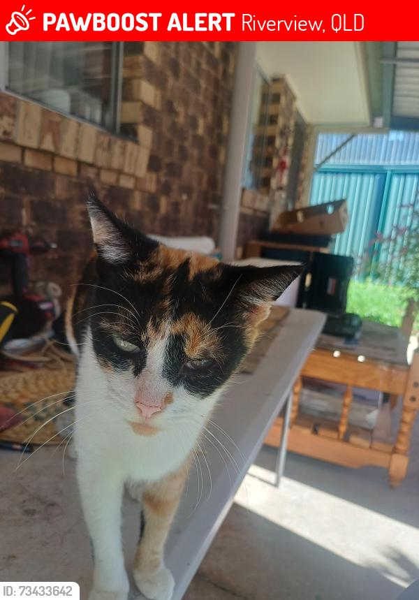 Lost Female Cat last seen Bannerman St and Becker st, Riverview, QLD 4303