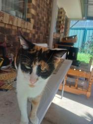 Lost Female Cat last seen Bannerman St and Becker st, Riverview, QLD 4303