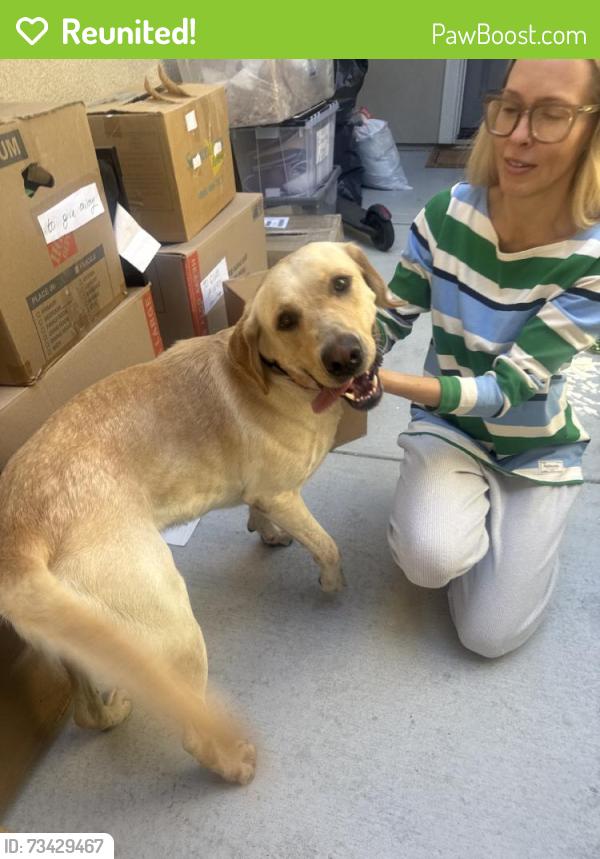 Reunited Male Dog last seen Hogarth Wy, El Dorado Hills, CA 95762, USA, El Dorado Hills, CA 95762