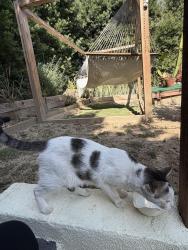 Found/Stray Female Cat last seen Huntington drive, Los Angeles, CA 90032