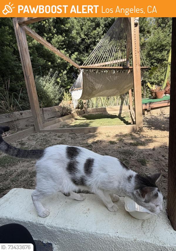 Found/Stray Female Cat last seen Huntington drive, Los Angeles, CA 90032