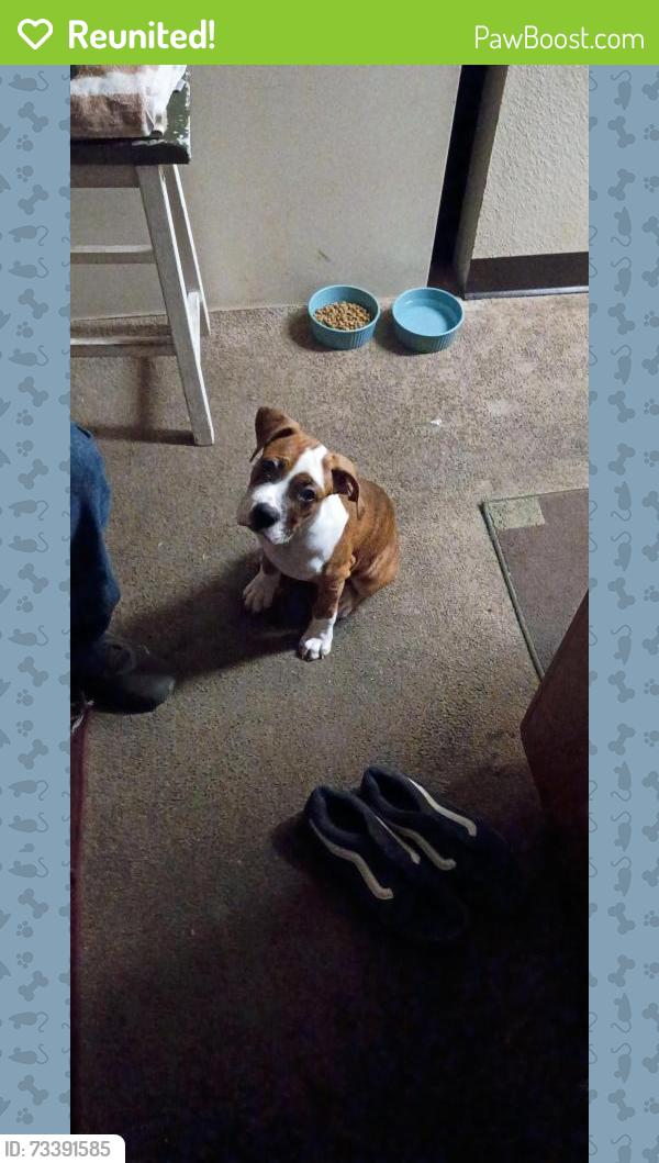 Reunited Male Dog last seen Ward rd, San Diego, CA 92108