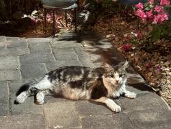 Found/Stray Female Cat last seen S Lamb Blvd, Las Vegas, NV 89101