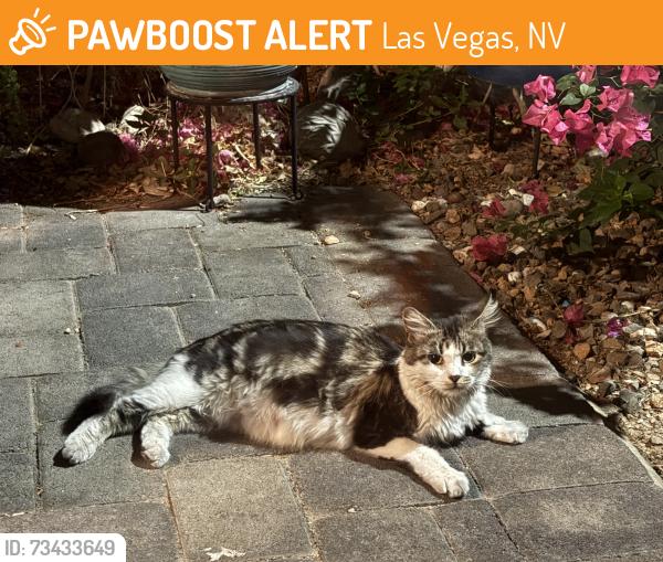 Found/Stray Female Cat last seen S Lamb Blvd, Las Vegas, NV 89101