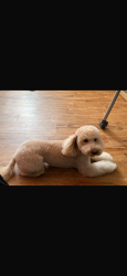 Reunited Female Dog last seen Near Clifton Ave, Clifton, NJ 07011, USA, Clifton, NJ 07011