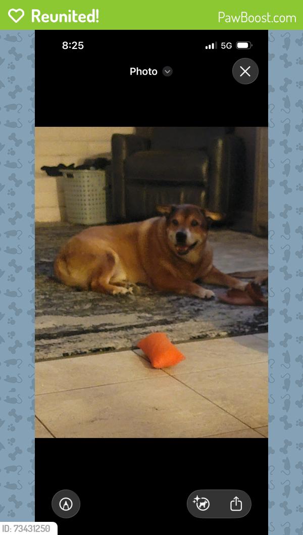 Reunited Male Dog last seen Mesa Dr and Broadway, Mesa, AZ 85204
